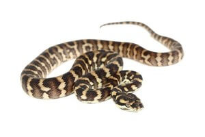 Morelia spilota cheynei