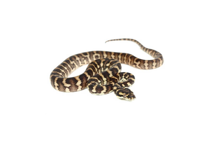 Morelia spilota cheynei
