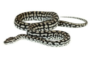 Morelia spilota metcalfei