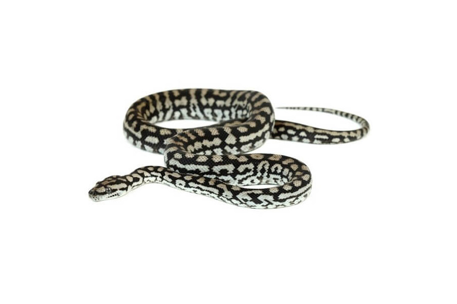 Morelia spilota metcalfei