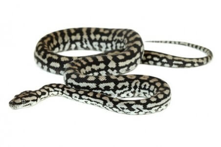 Morelia spilota metcalfei