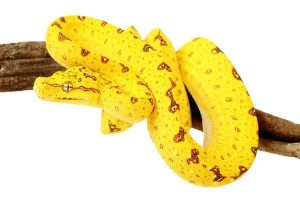 Morelia viridis, "Biak"