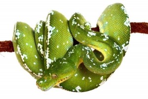 Morelia viridis, "Aru"