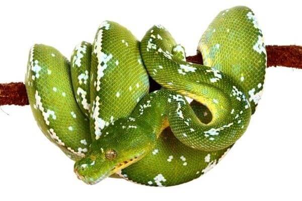 Morelia viridis, "Aru" Morelia viridis, "Aru"