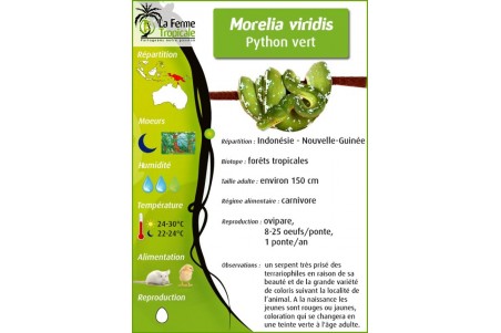 Morelia viridis, "Aru"