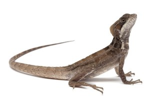 Basiliscus vittatus