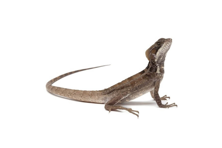 Basiliscus vittatus Basiliscus vittatus