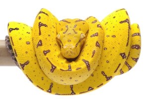 Morelia viridis, "Manokwari"