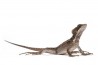 Basiliscus vittatus