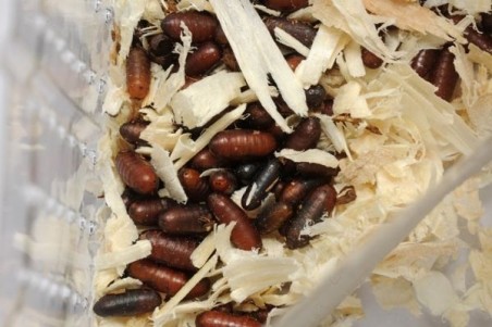 Mouches aptères