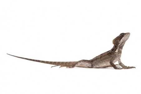 Basiliscus vittatus