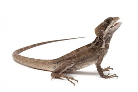 Basiliscus vittatus