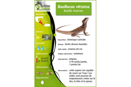 Basiliscus vittatus