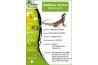 Basiliscus vittatus