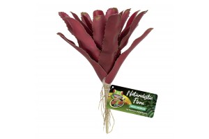 Naturalistic Flora, Fireball Bromelia