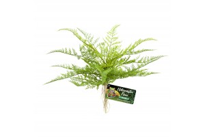 Naturalistic Flora, Lace Fern