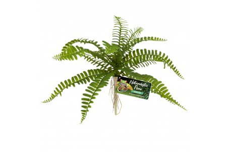 Naturalistic Flora, Sword Fern