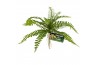 Naturalistic Flora, Sword Fern