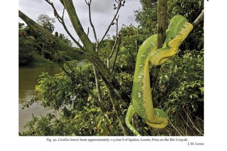 Natural History of Neotropical Treeboas (genus Corallus)