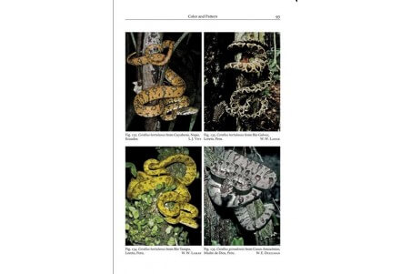 Natural History of Neotropical Treeboas (genus Corallus)