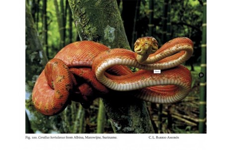 Natural History of Neotropical Treeboas (genus Corallus)