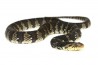 Nerodia fasciata pictiventris