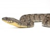 Nerodia rhombifer