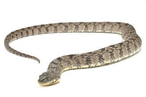 Nerodia rhombifer, adulte