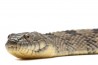Nerodia rhombifer, adulte
