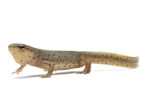 Notophthalmus viridescens