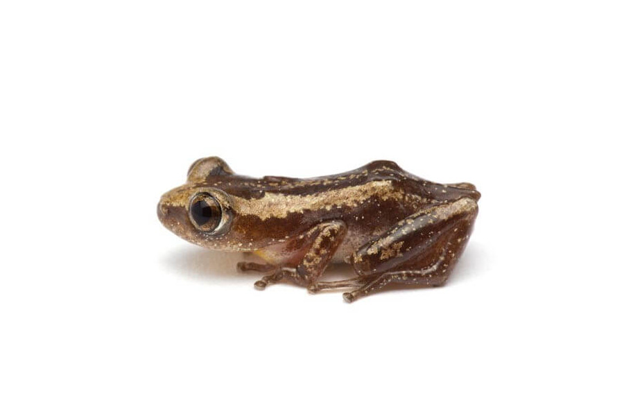 Afrixalus dorsalis Afrixalus dorsalis
