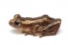 Afrixalus dorsalis