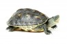 Mauremys (Ocadia) sinensis, femelle adulte