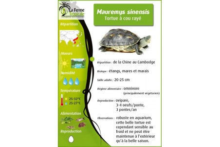 Mauremys (Ocadia) sinensis, femelle adulte
