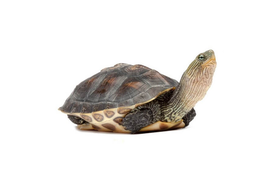 Mauremys (Ocadia) sinensis, mâle subadulte