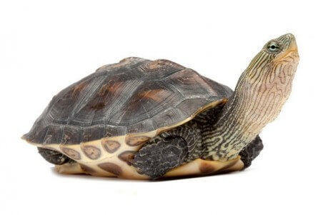 Mauremys (Ocadia) sinensis, mâle subadulte