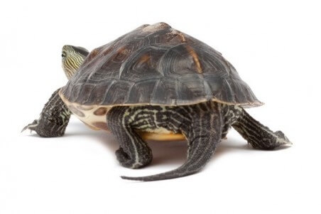 Mauremys (Ocadia) sinensis, mâle subadulte