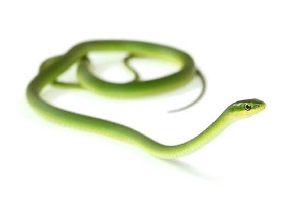 Opheodrys aestivus aestivus Opheodrys aestivus aestivus