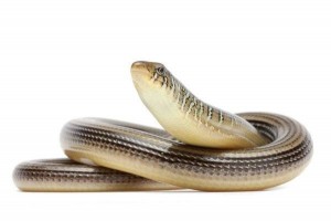 Ophisaurus ventralis