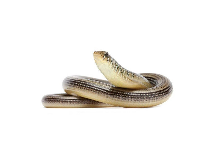 Ophisaurus ventralis