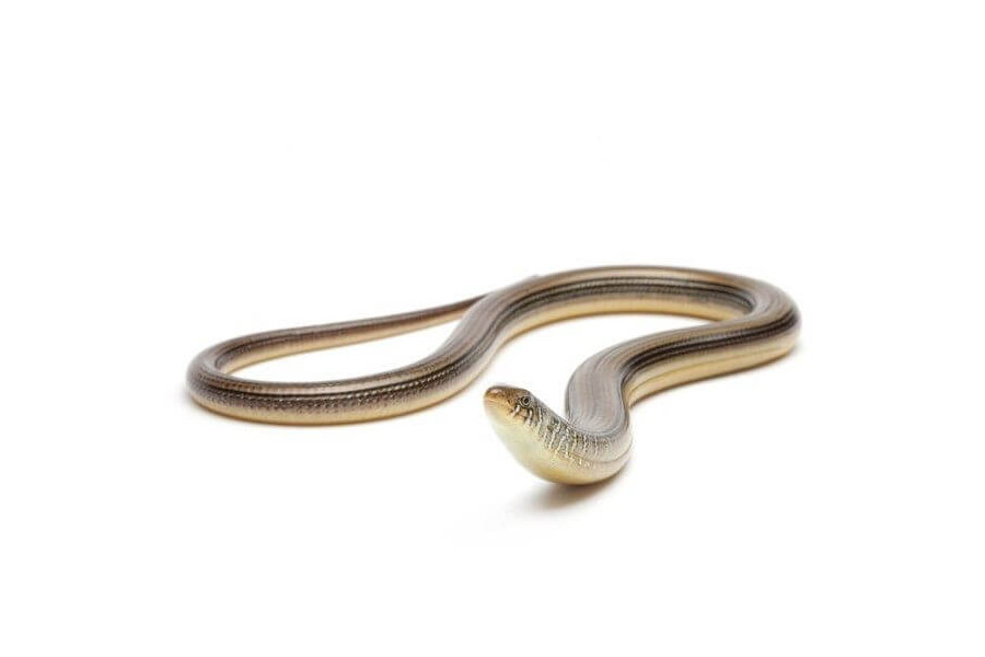 Ophisaurus ventralis