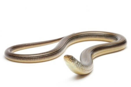 Ophisaurus ventralis