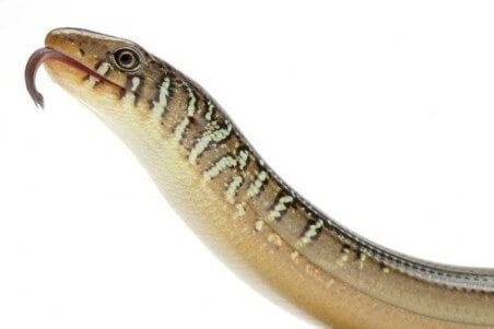 Ophisaurus ventralis