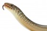 Ophisaurus ventralis