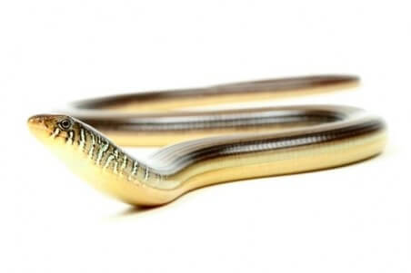 Ophisaurus ventralis