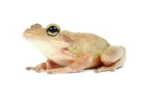 Osteopilus septentrionalis