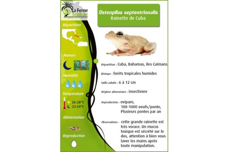 Osteopilus septentrionalis