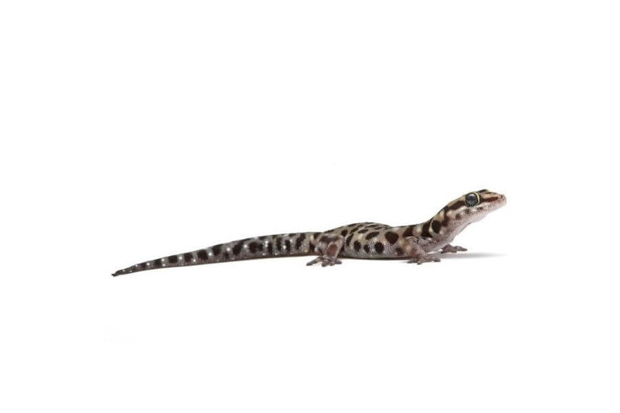 Pachydactylus tigrinus Pachydactylus tigrinus