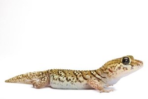 Paroedura picta, adulte