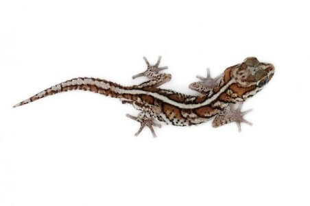Paroedura picta, adulte